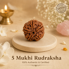 Nepal Origin 5 Mukhi Rudraksha - 17mm to 22mm